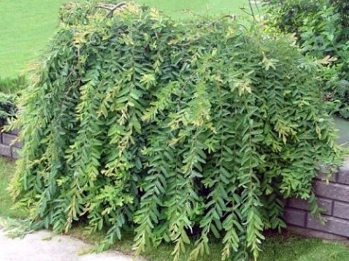 Harlekinweide pendula 120 150 - harlekinweide, 120-150