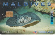 Malediven sting ray - -,
