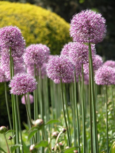 Winterhart rosa allium - winterhart,
