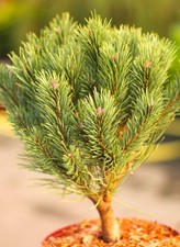 Waldkiefer Pinus sylvestris