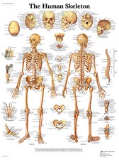 Human Skeleton (Skelett )