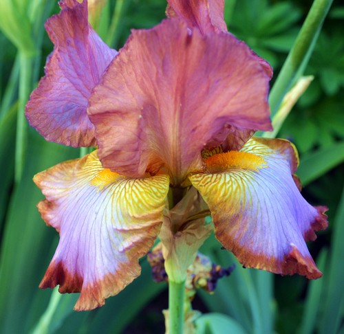 Schwertlilie bartiris iris - bartiris,