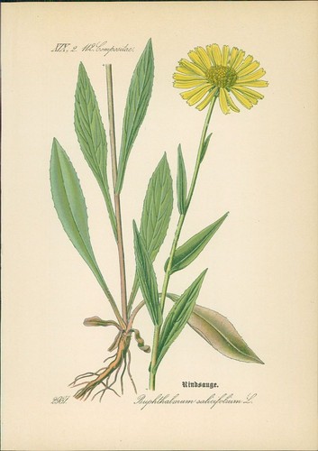 Chromolithographie - ,