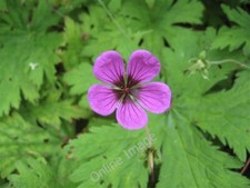 Foto 6x4 flower - 6x4, power
