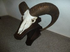 Mufflon Widder Geweih kapit. Jagdtrophäe Design Deko Geschenk