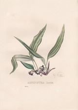 Aspidistra Lurida Vietnam Lithographie Botanik Van Geel Sertum Botanicum 1829