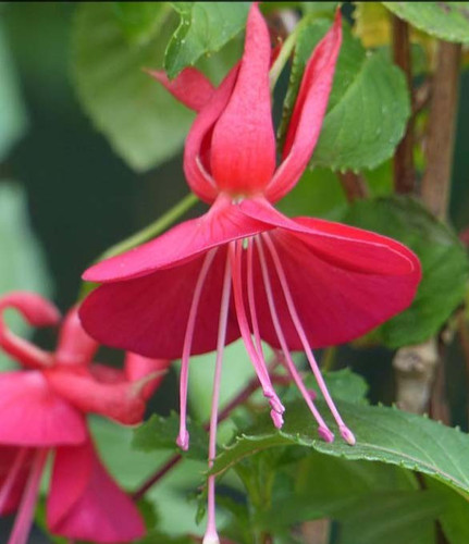 Fuchsien pflanze martins - pflanze, "martins
