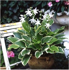 3 x Hosta plantaginea ‚So
