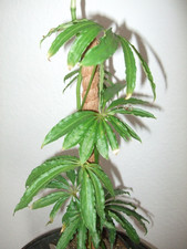 Anthurium polyschistum