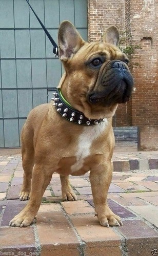 Echtleder halsband mit - echtleder,