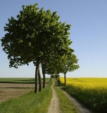 Hochstamm Kugelahorn Globosum