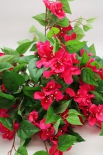 3x Bougainvillea Busch