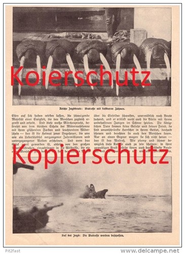 Original zeitungsbericht - original,