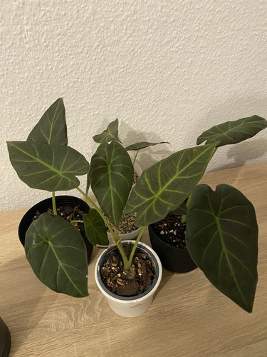 Exotische alocasia regal - exotische,