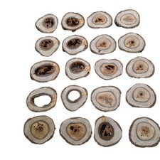 Hohle Nussbaum Baumscheibe