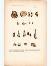 Antike Handkolorierte Lithographie Grafik 19 Jh. Muscheln Schalentier Weichtiere