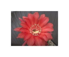 10x Echinopsis Infinity Hybride Katzenstreu Kaktus Pflanzen - Samen B1392
