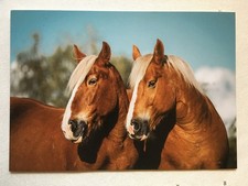 AK Postkarte Pferde, The Pixel Nomad, Schleswiger Kaltblut
