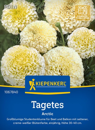Kiepenkerl blumensamen tagetes - blumensamen,