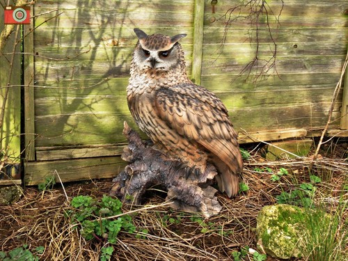 Adler eule lebensgross - eule,,