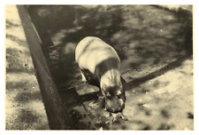 Indien, Trivandrum, Zoo Nilpferd, Vintage Druck, 1949 Foto von Henri