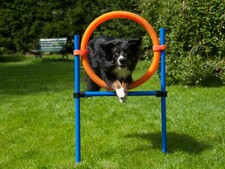 Hunde Agility Sprungring