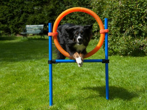 Hunde agility sprungring - agility,