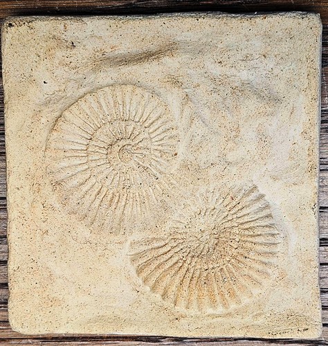 Versteinerung 9x9 cm - 9x9,