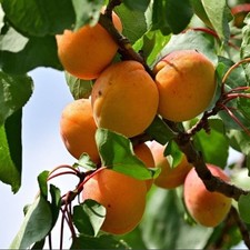 Aprikosenbaum Harcot -