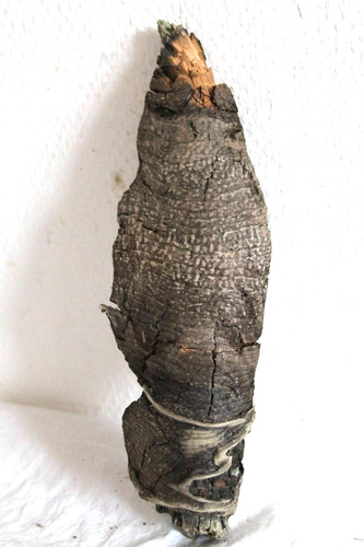 Schwemmholz treibholz - schwemmholz,