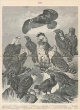 Adler