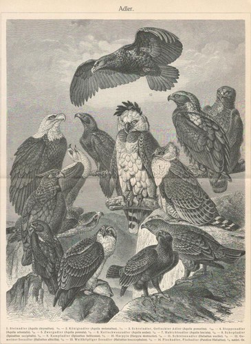 Adler