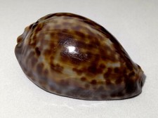 Meeresschnecke Cypraea stercoraria cameroonica  -Kamerun-  shell Muschel