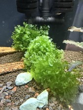 Süßwassertang für Aquarium