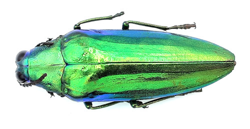 Buprestidae chrysochroa - buprestidae,,