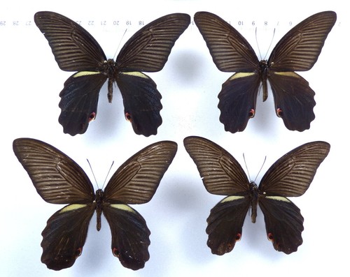 Set papilio protenor - 4, x