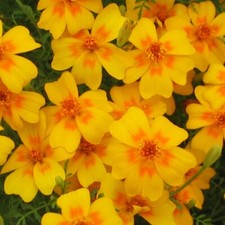 GEWÜRZTAGETES 'Tangerine Gem'
