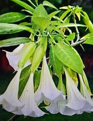 Engelstrompete brugmansia - engelstrompete,