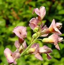 Chimären Goldregen 100-125cm - Laburnocytisus adamii