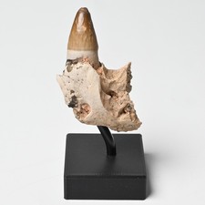Land krokodil fossil - land,