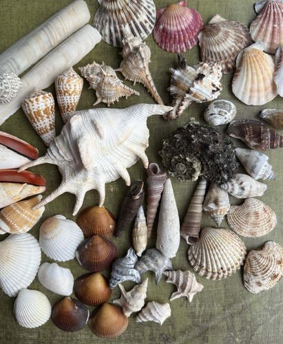 Natur muschel mix sea - mix,