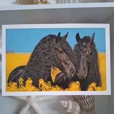 Pferdepostkarte AK Pferd Korsch Friesen 06/2014