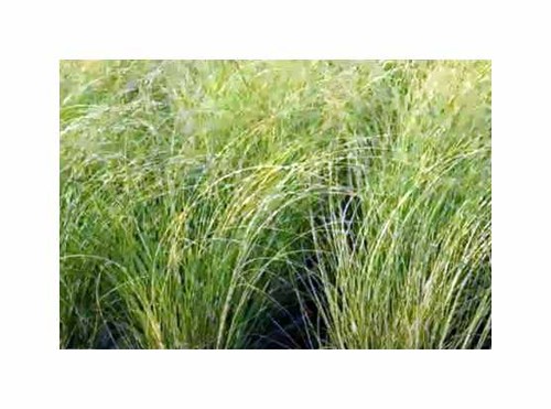Miscanthus sinensis new - 5x,