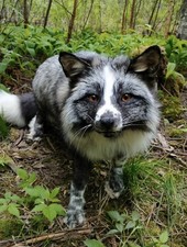 Cross Ringneck Fuchs Softmount