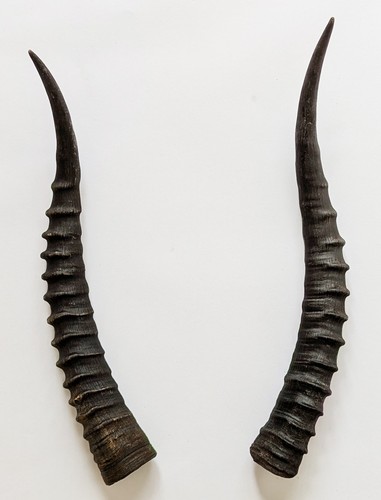 Blessbockhörner echte - 34, cm