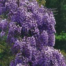 Wisteria floribunda Violacea