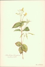 Kleinblütiges Springkraut -