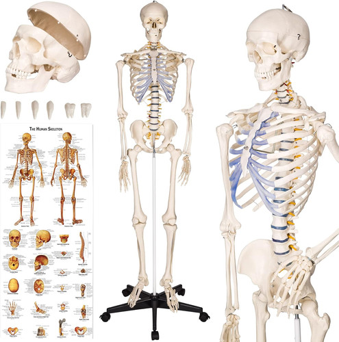 Tectake menschliches - tectake®,