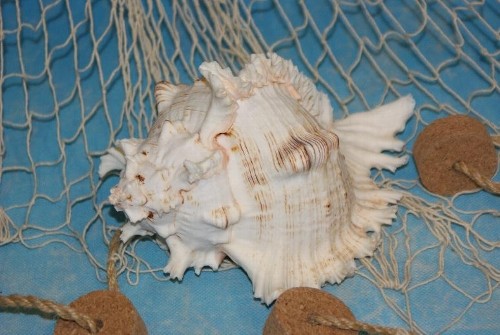 Muschel murex ramosus deko - murex,
