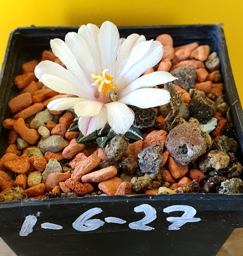 Ariocarpus kotschoubeyanus
